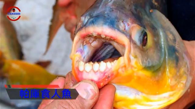 亚马逊河食人鱼多可怕,亚马逊河食人鲶被吊起来
