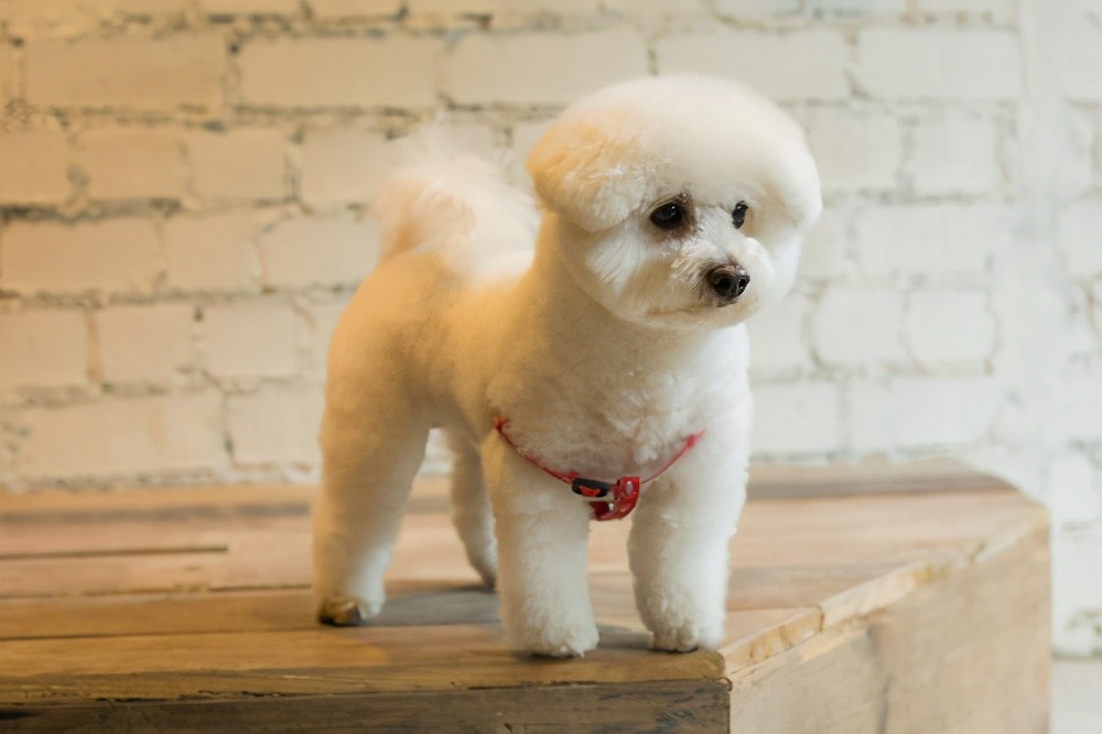 比熊犬寿命一般多少年,比熊犬的寿命是多少年