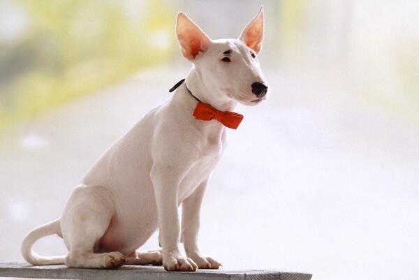 头特别圆的狗,牛头梗犬一个月的成长