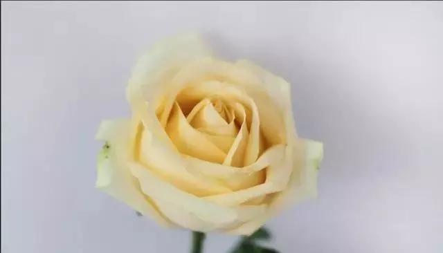 每天学习一点点花卉,100种常见玫瑰品种