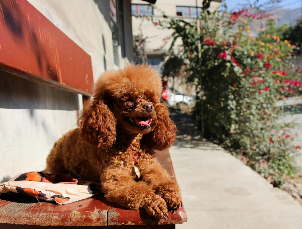 贵宾犬什么颜色的最聪明,贵宾犬毛色有几种颜色