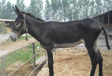 养驴的15个基本知识,新人养驴直播分享养驴知识