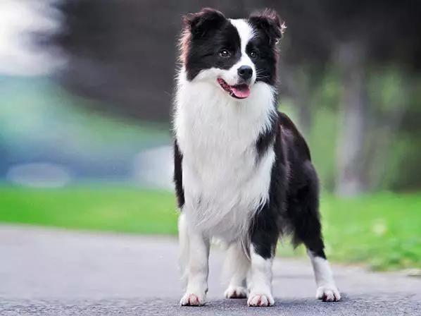 45种狗狗,45种狗狗很难得一见你认识几种