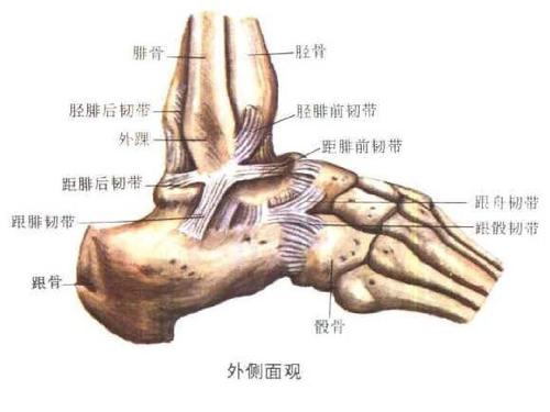 站久了腿酸是什么原因,站久了腿筋疼怎么办