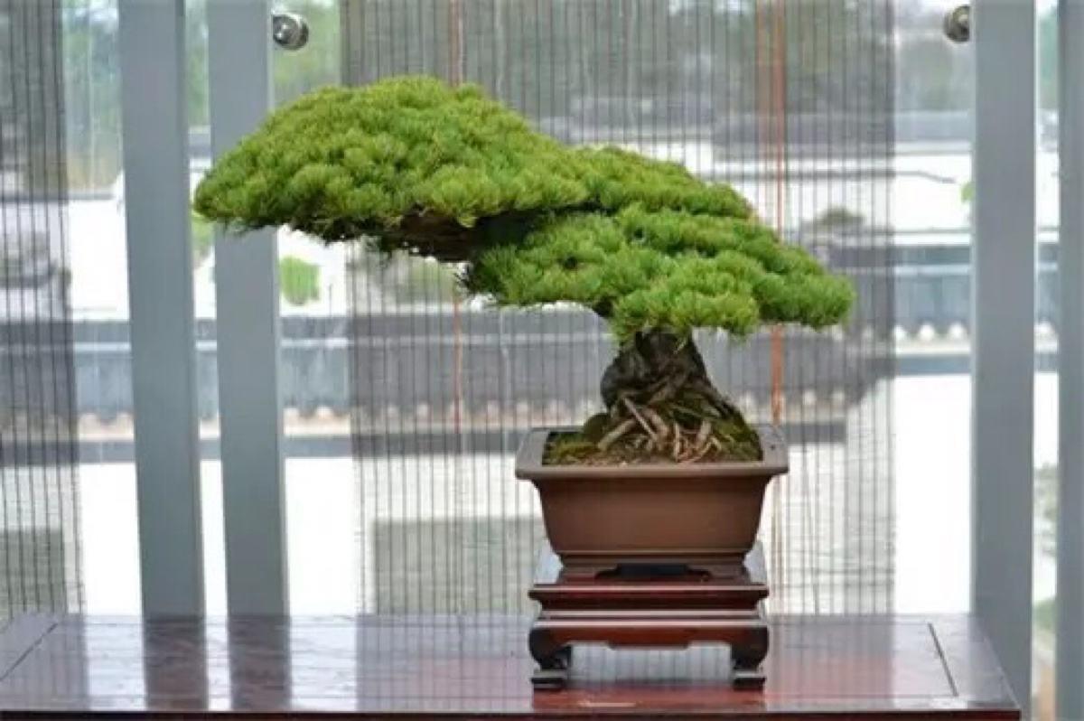 盆景的修剪方法和技巧,盆景修剪造型的步骤