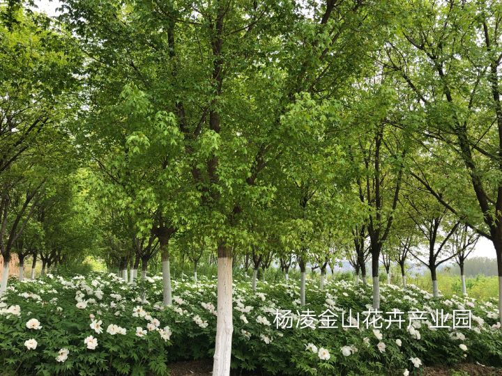 天然脑黄金元宝枫籽油,元宝枫籽油神经酸正品