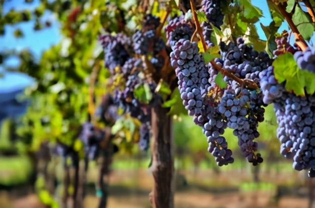 去新疆摘葡萄干多少钱,吐鲁番什么地方葡萄干便宜