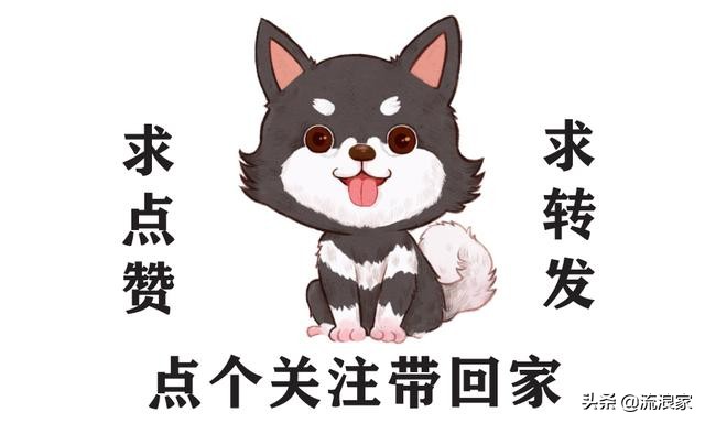 什么原因导致狗狗突然喝很多水,狗狗突然喝得多尿的多