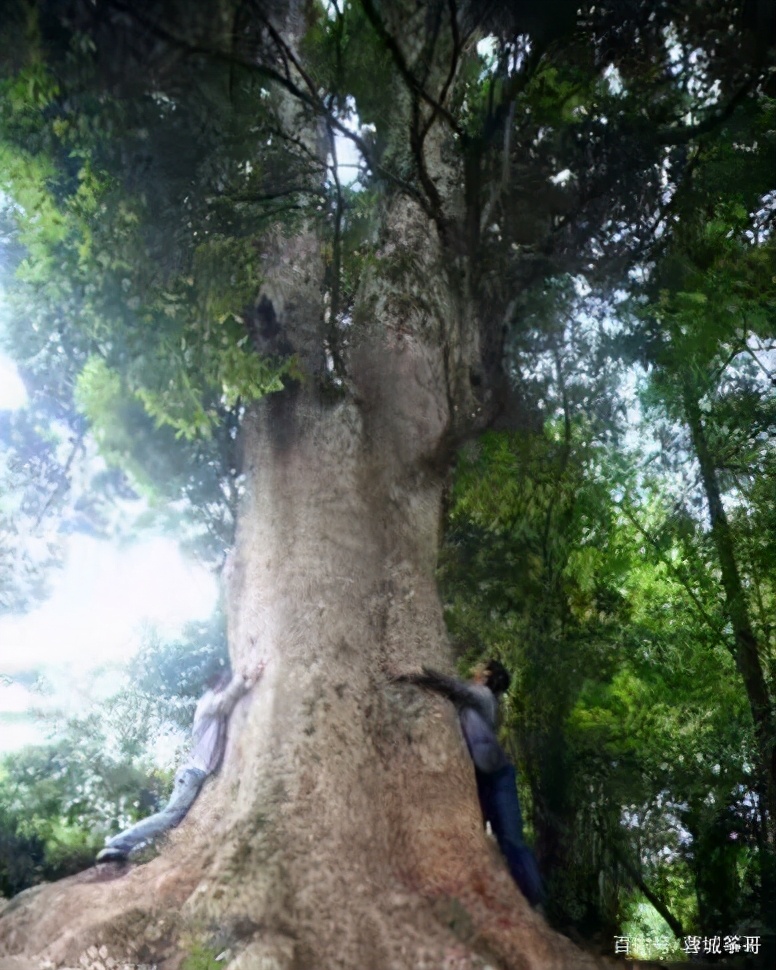 金丝楠之美、疗、藏丨筝哥艺述