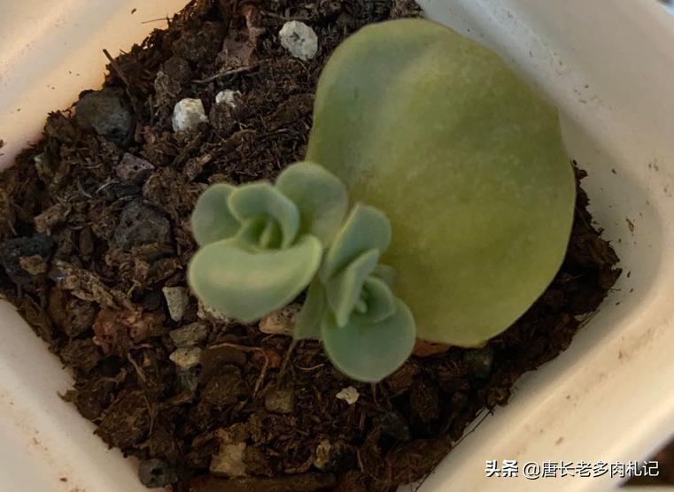 多肉养的不粗壮怎么办,多肉植物光照不够怎么养