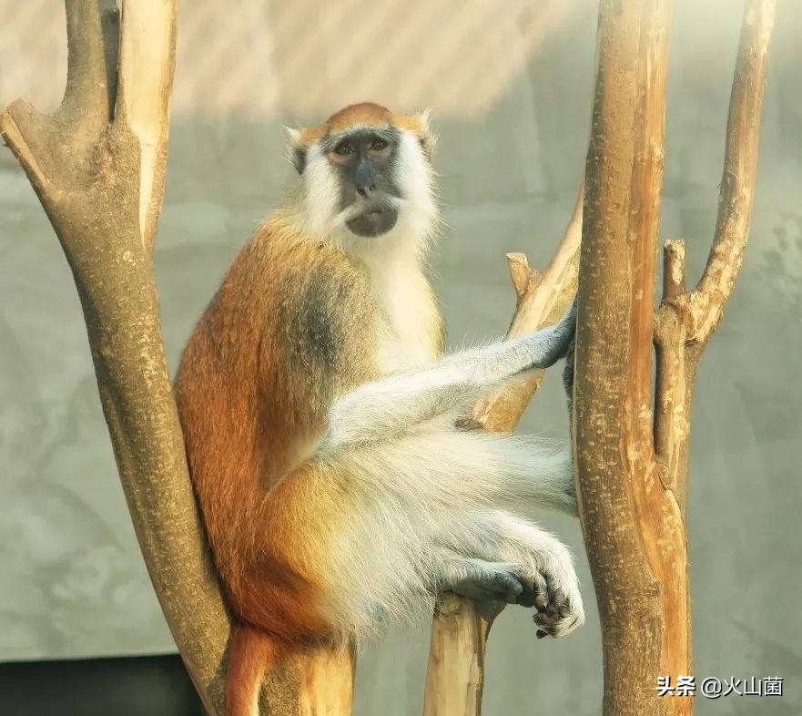 逃离高温“熔炉”，南方的夏天就该玩雪