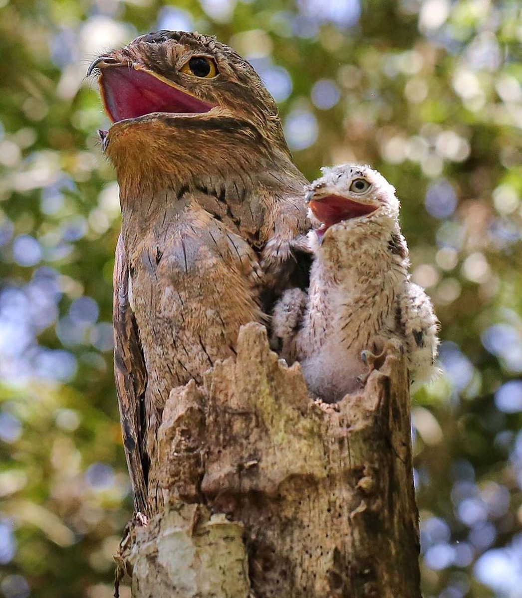 如幽灵般的鸟，一动不动假装别人“看不见我”，张开大嘴有点诡异