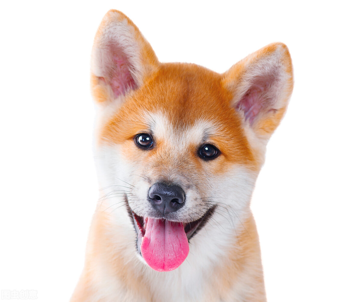 犬窝咳是不是属于感冒,犬窝咳症状不传染是什么原因