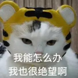 毛孩子发情期可以绝育吗,发情后怎么判断它需要绝育了