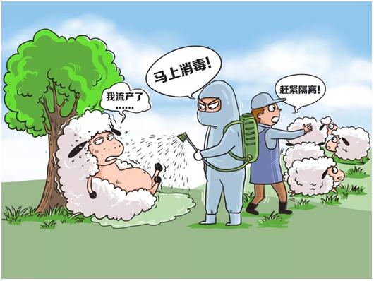 布鲁氏菌病如何预防,布鲁氏菌会导致身体抵抗力降落吗