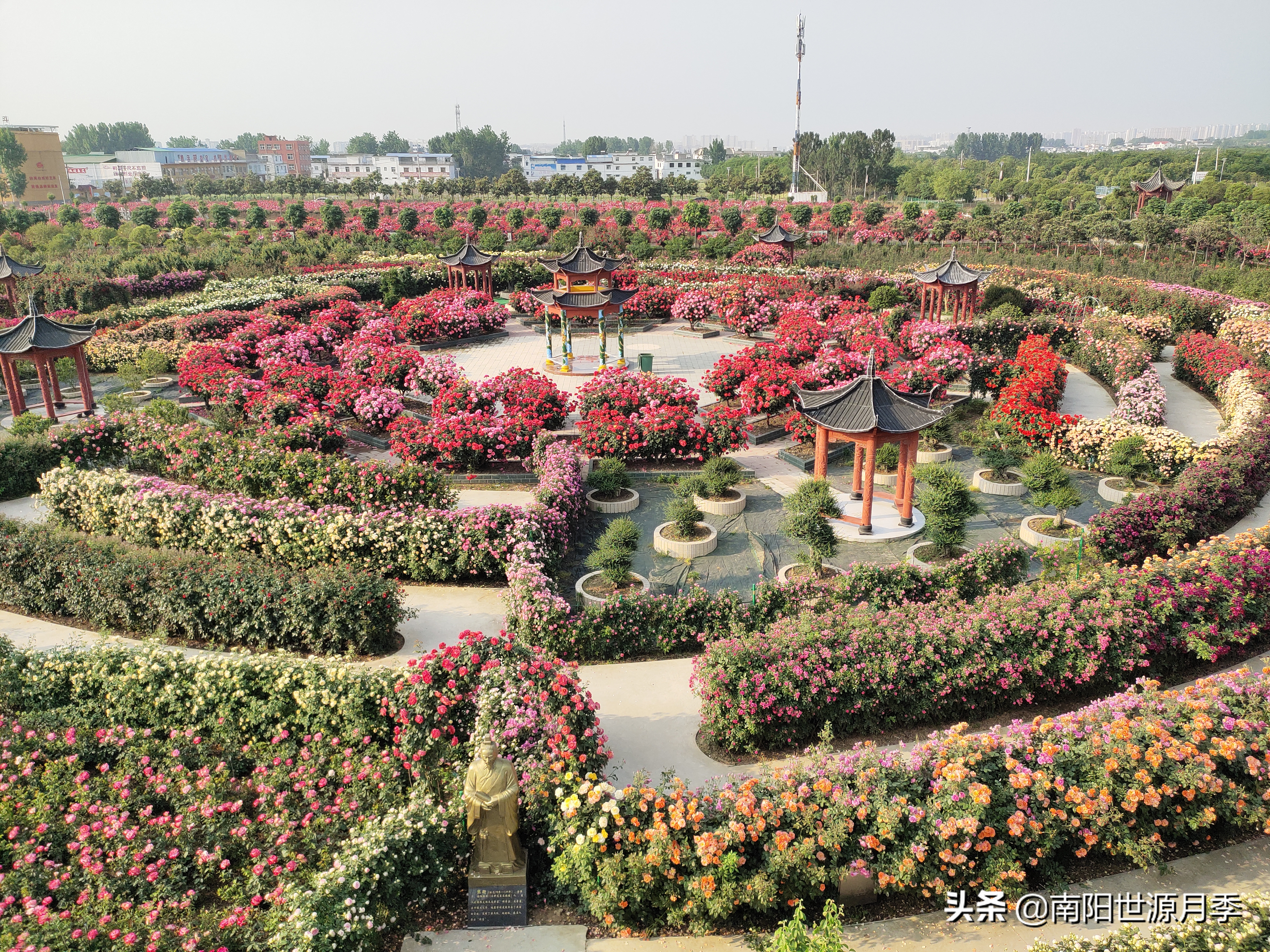 牛气河南,南阳月季基地简介