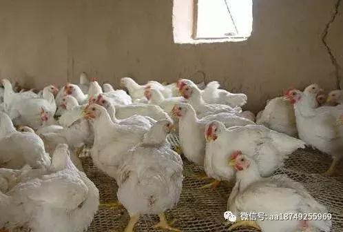 鸡爪冰冷是什么原因,鸡爪发烫是什么原因