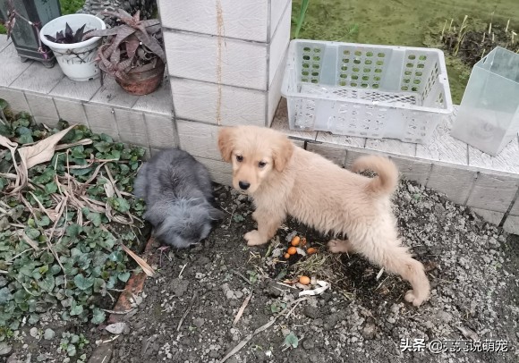 金毛喜欢咬东西是什么原因,两个月的金毛老是乱咬怎么回事