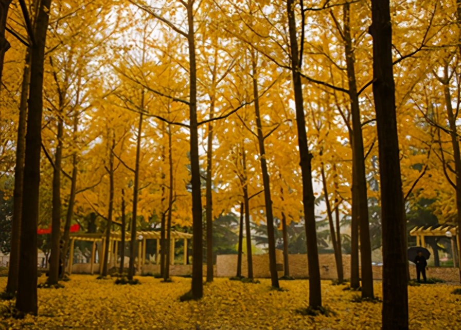 咸阳秦都区陕科大强华高中,咸阳陕科大强华学校咋样