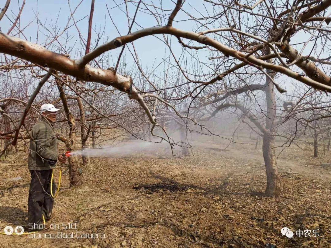 惊蛰过后果园清园和用药,惊蛰要干些什么农活
