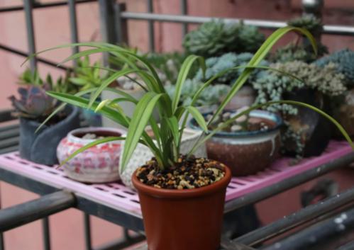 兰花叶子尖发黄是什么原因呢,兰花叶尖发黄是什么原因怎样处理