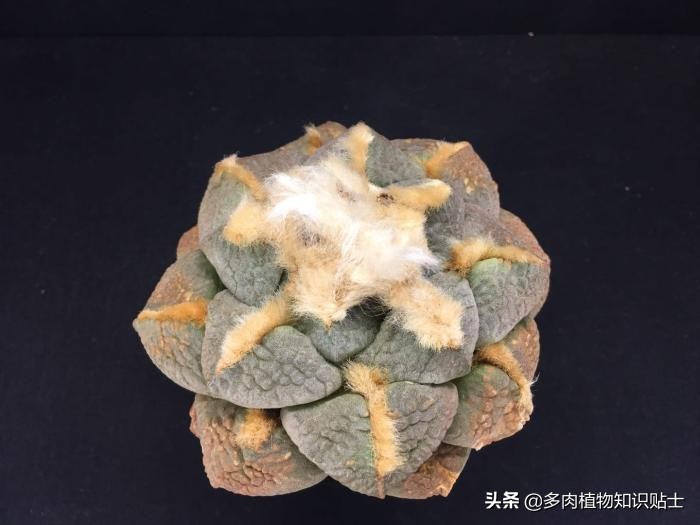 仙人掌什么情况下修根,怎么给仙人掌修形