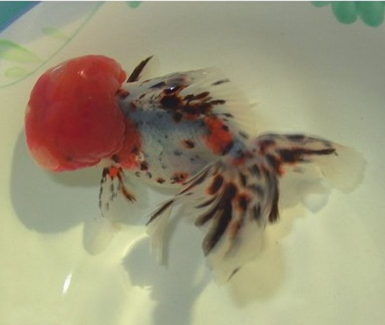 哪个品种的金鱼最漂亮最好看,传统金鱼国粹金鱼