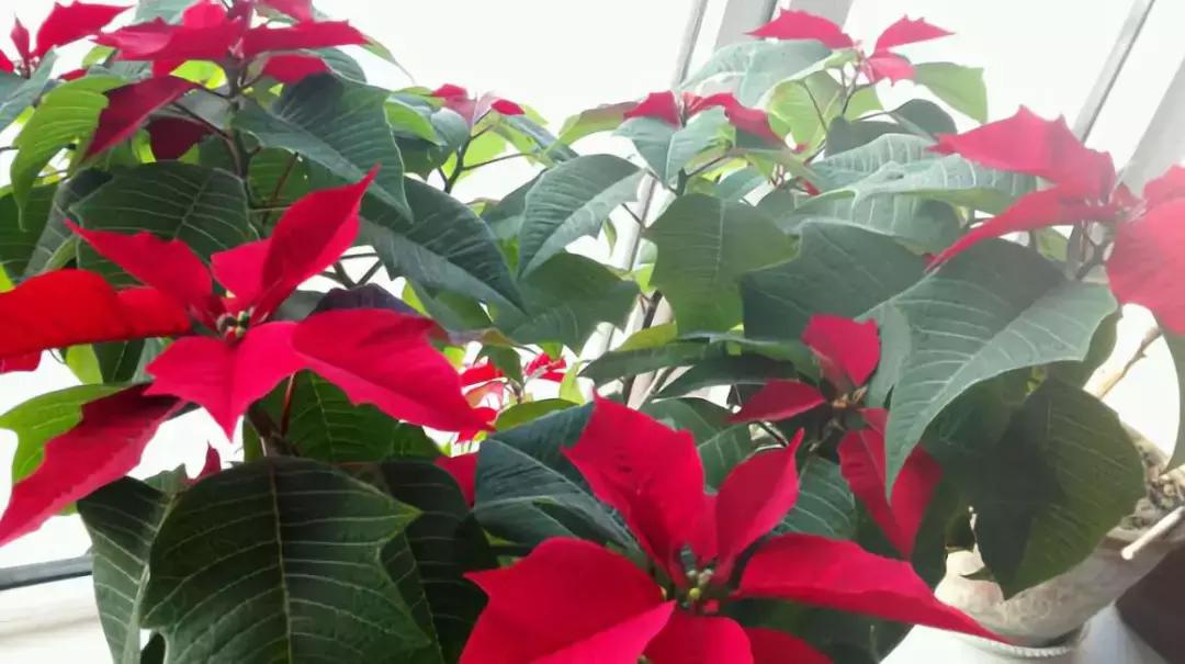 一品红受冻如何补救,一品红总是黄叶