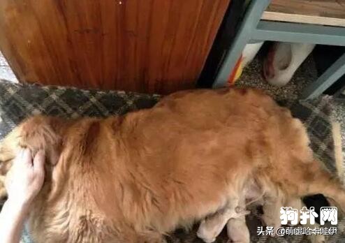 金毛主人找上门,见到人就躲着狗狗