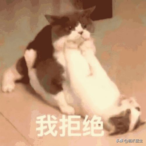 当一只猫有了脸,当一只猫长成了狗的样子