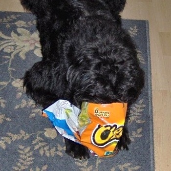 狗狗吃手上零食时如何防止误咬,狗狗噎着了怎么办