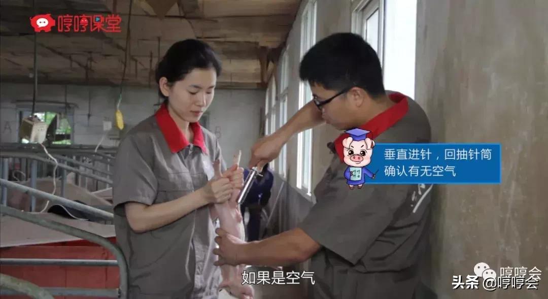 猪腹腔补液方法,腹腔补液视频教程