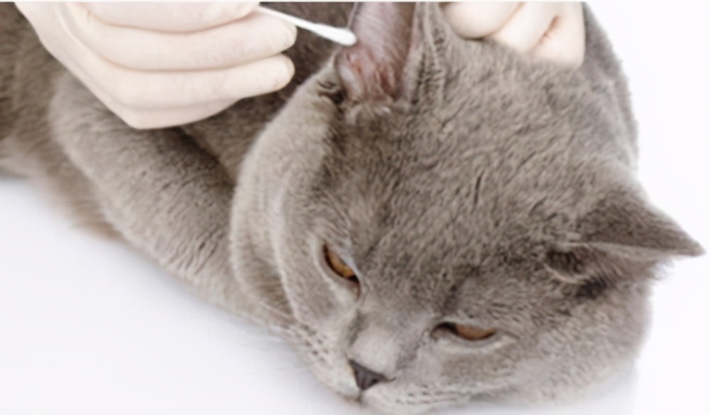 猫咪耳螨怎么治疗才能彻底好,猫咪耳螨反复治不好怎么办