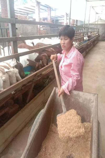 萧县乡村妇女孙玉香养羊脱贫