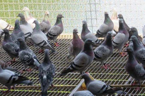 炎夏酷暑小心防范这些常见的夏天赛鸽疾病