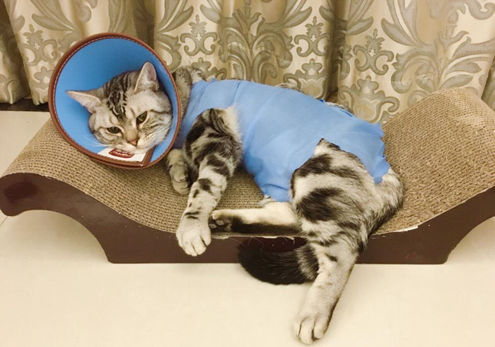 猫咪绝育前禁食禁水多久,猫咪绝育手术前禁水禁食