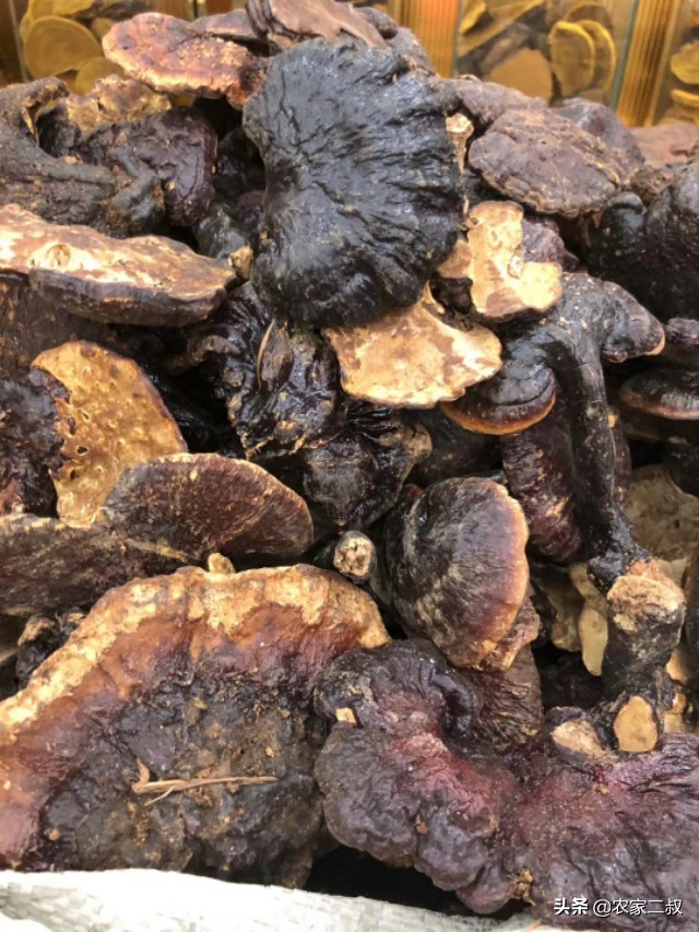 野生赤灵芝直播间,野生赤灵芝怎么吃