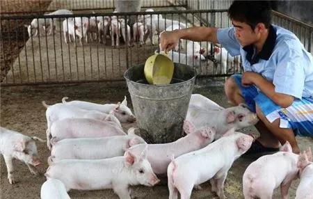 100头母猪养殖视频大全,1000头规模猪场母猪管理流程