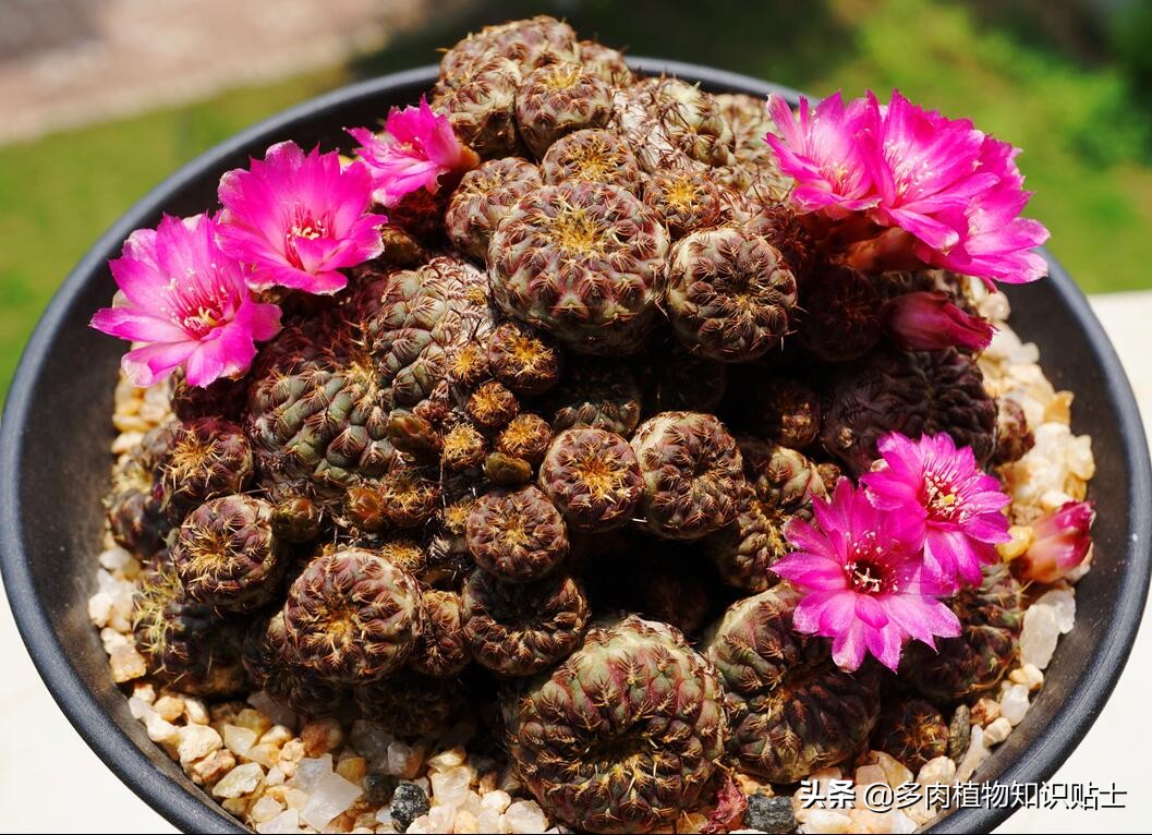 仙人掌突然枯萎死了寓意着什么呢,仙人掌一次浇水多会死吗