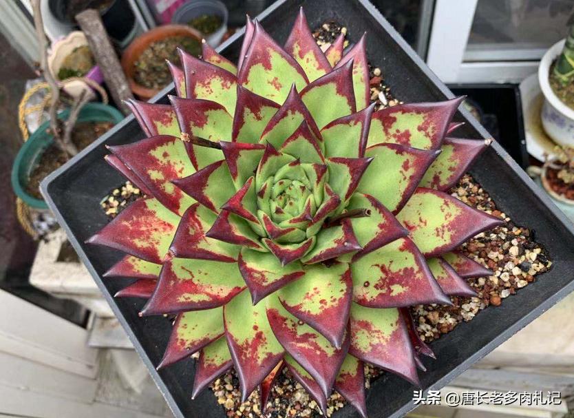 多肉蚜虫蚧壳虫,收到的多肉有蚜虫介壳虫还能种吗