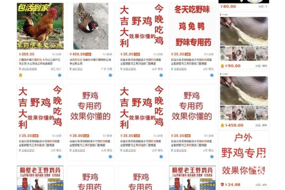 杀穿山甲时，下面会有一碗白米饭接着留下来的血|野味帝国