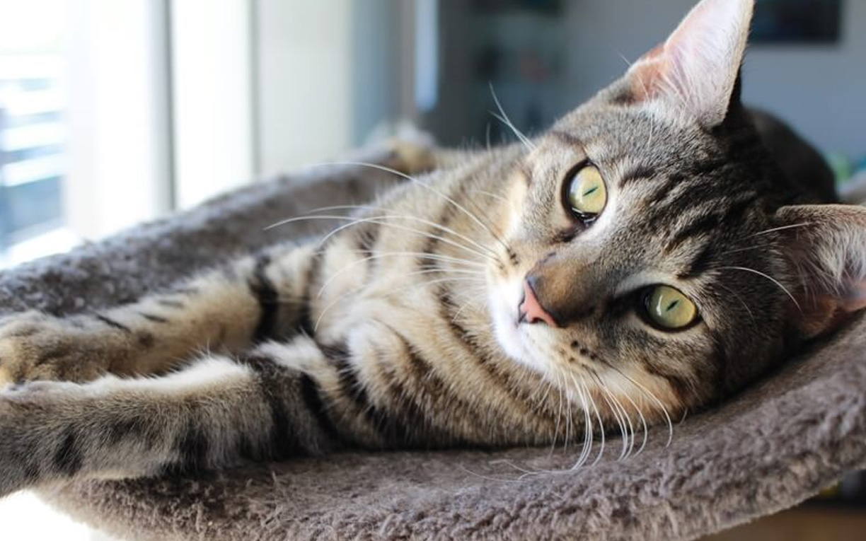 猫咪频繁的舔尿道口用不用擦药膏,猫咪尿路感染的原因和方法