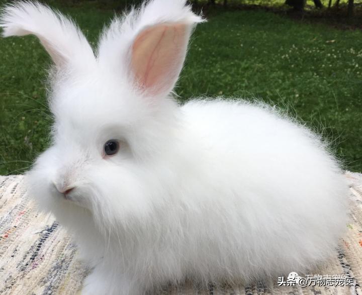 兔兔要死之前的征兆,兔兔突然死亡的原因