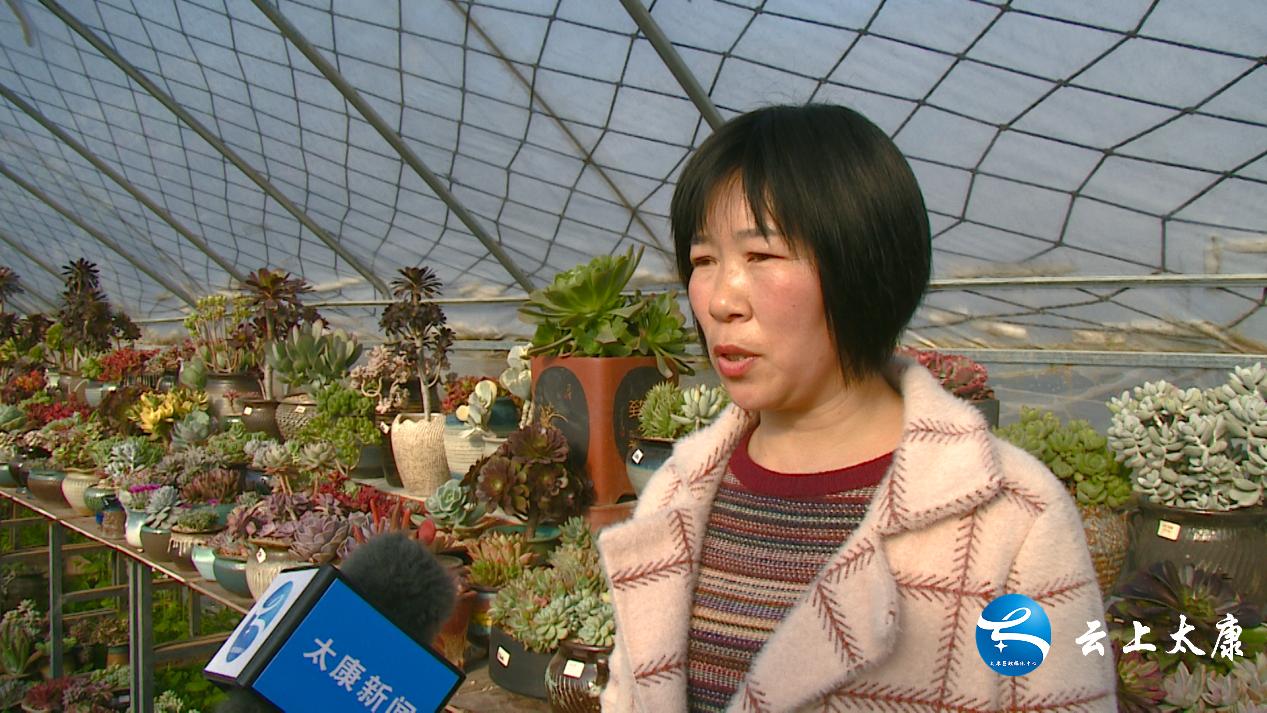 返乡创业成就梦想,农民返乡创业种多肉