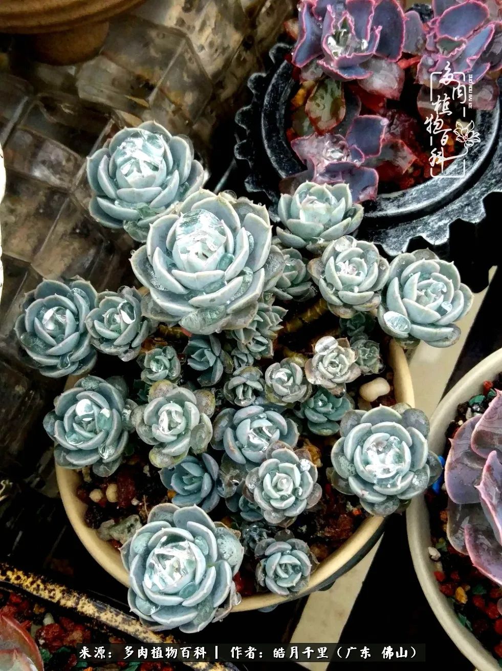 多肉娇气养不活多肉的10个秘密,养多肉是件很治愈的事情