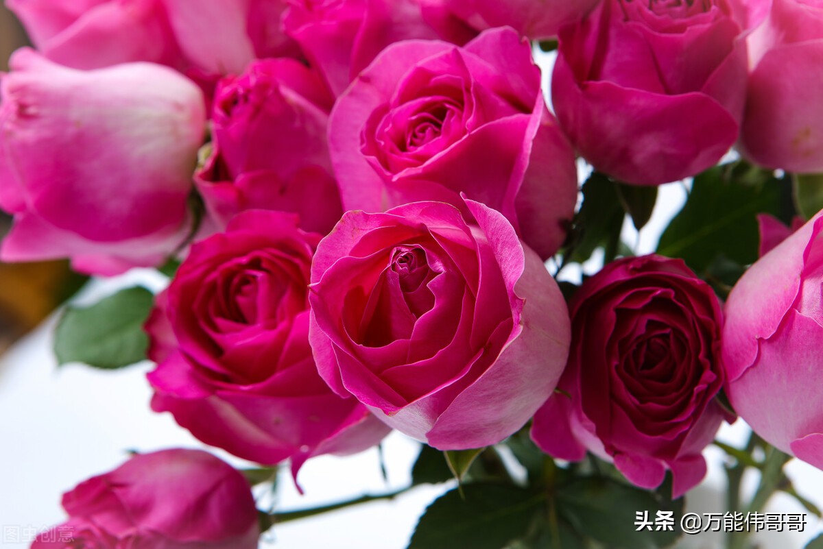 玫瑰的世界剧照,玫瑰的世界钢琴版