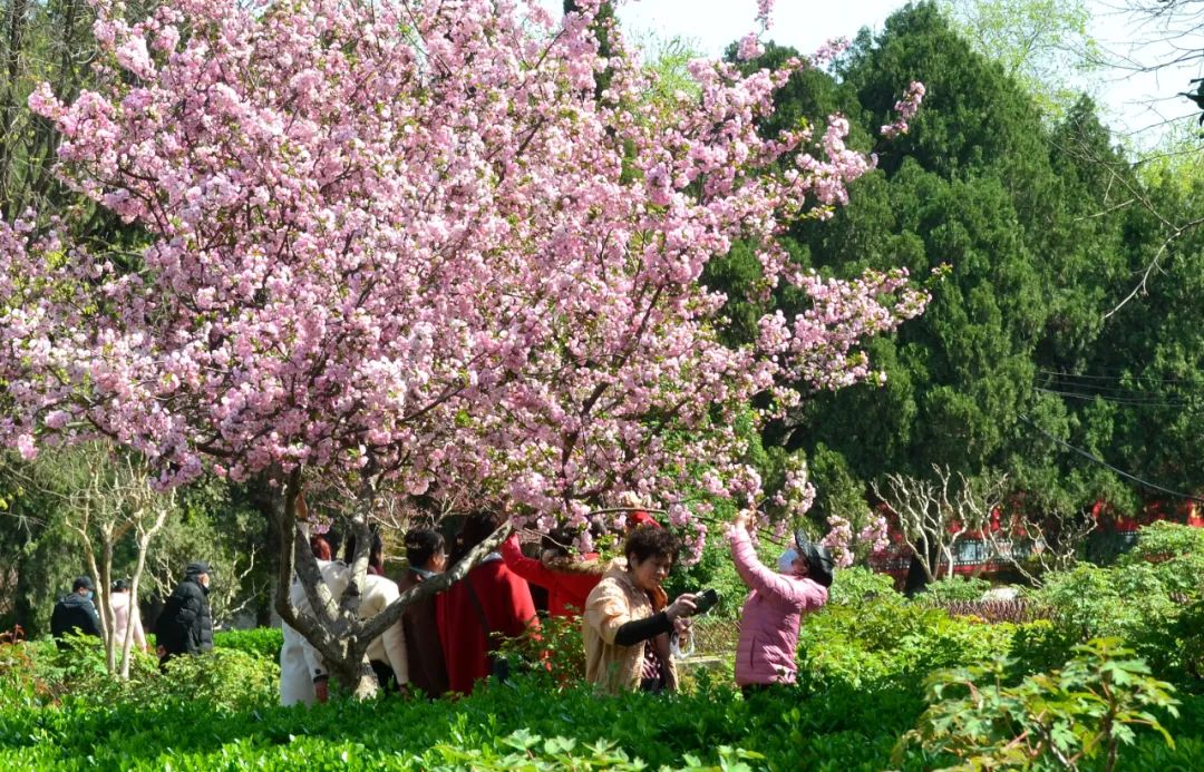 清明节的来源和习俗视频教学,清明节和重阳节的习俗有哪些