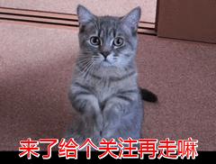 最适合新手养的猫咪性价比高,最好养的十大猫咪排行