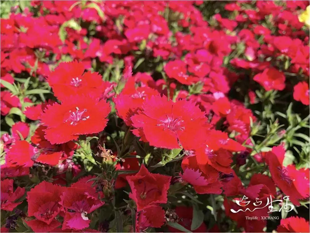 西昌春天一定不能错过的美景,不来黄山你永远不知道有多美