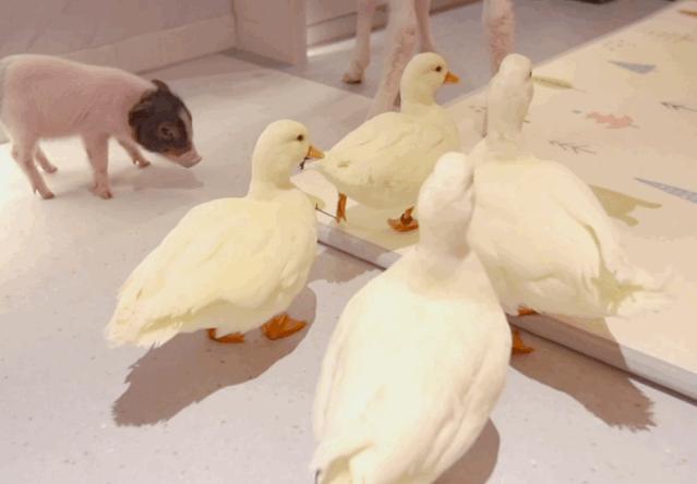 kfc鍏,kfc鍏鍜栧暋